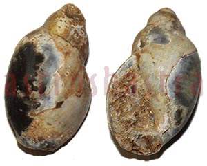 Heera Shankh 0143 46